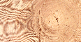 Baumringe Holzernte