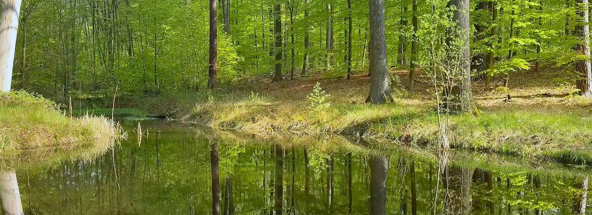 Forstwirtschaft, aufforstung, nachhaligkeit